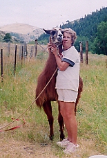 Carol Johnson and one of her Lovable Llamas at the picnic at Richard Thompsons  Ranch.